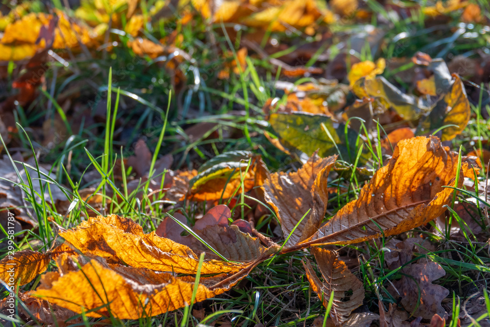 colourful foliage lies at the roadside next to a bench in autumn
