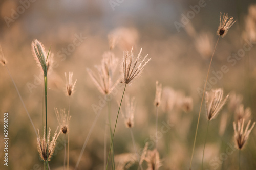 blur flower grass at relax morning time with warm tone vintage