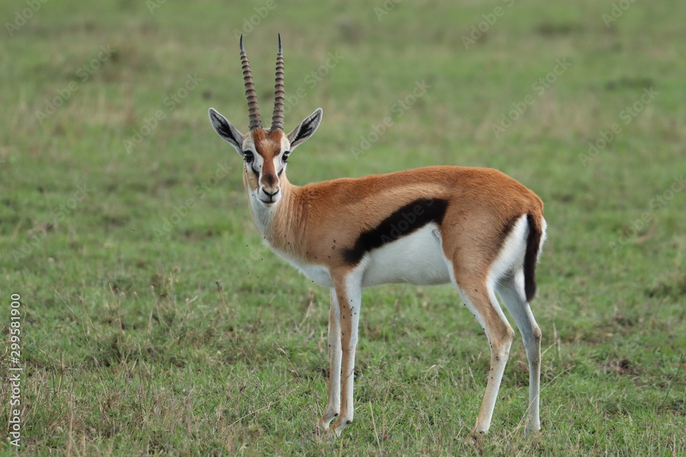Thomson's gazelle in the african savannah. Thomson's gazelle in the african savannah.