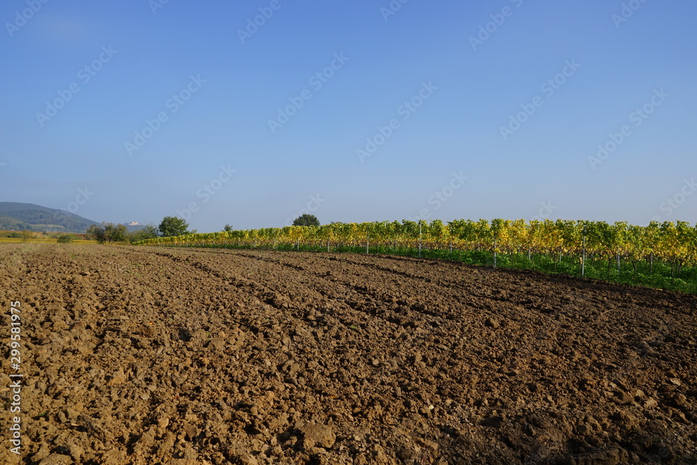 Feldbrache und blühender Weingarten im Herbst Feldbrache und blühender Weingarten im Herbst