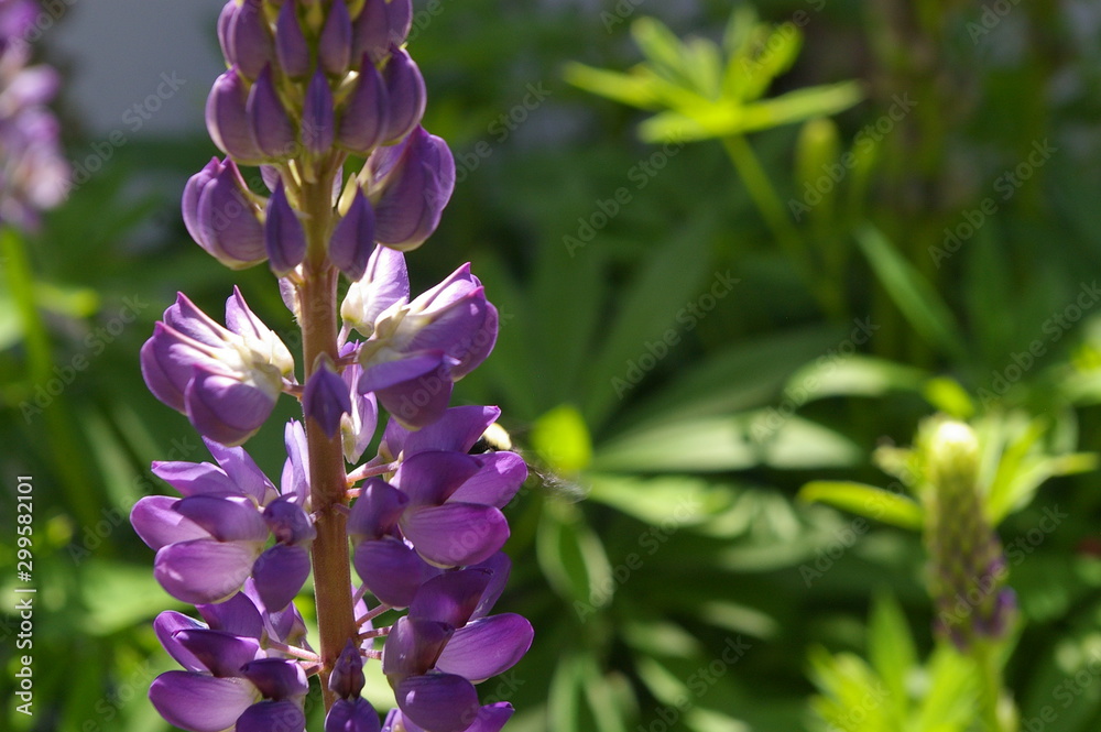 Fototapeta premium Lupin