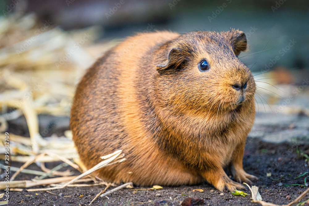 Nahaufnahme eines Meerschweinchens Nahaufnahme eines Meerschweinchens