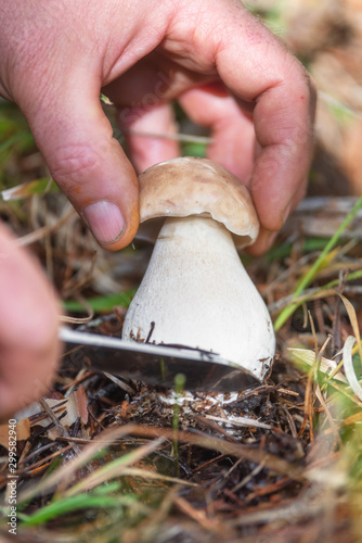 Hand is ripping off a Mushroom boletus. Mushroom collecting Season. Porcini Mushrooms. Mushroom picking in the forest .