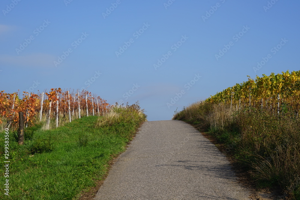 Ansteigender Weg in einem Weinberg