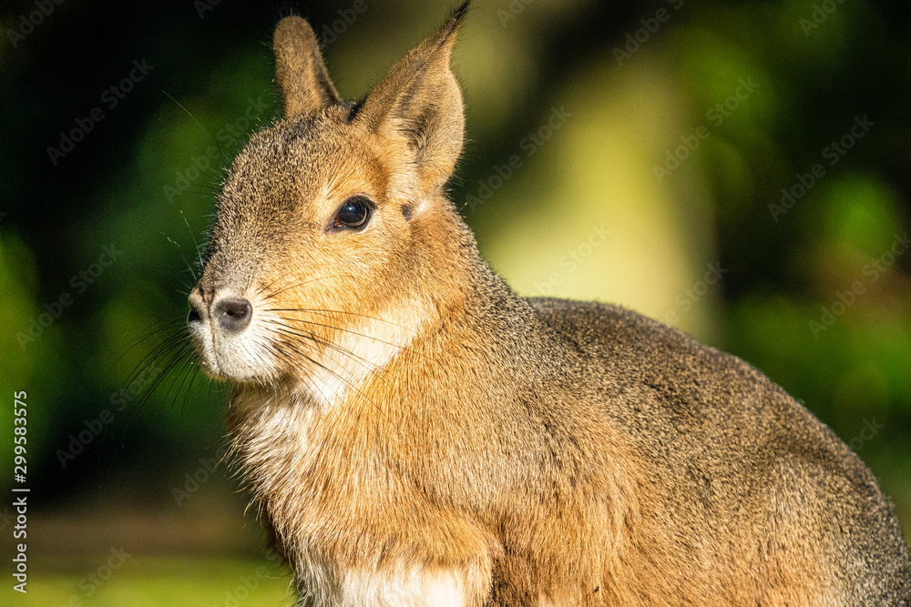 Fototapeta premium Nahaufnahme eines Hasen