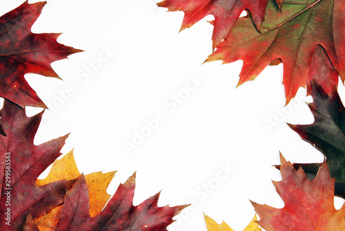 autumn oak leaves frame