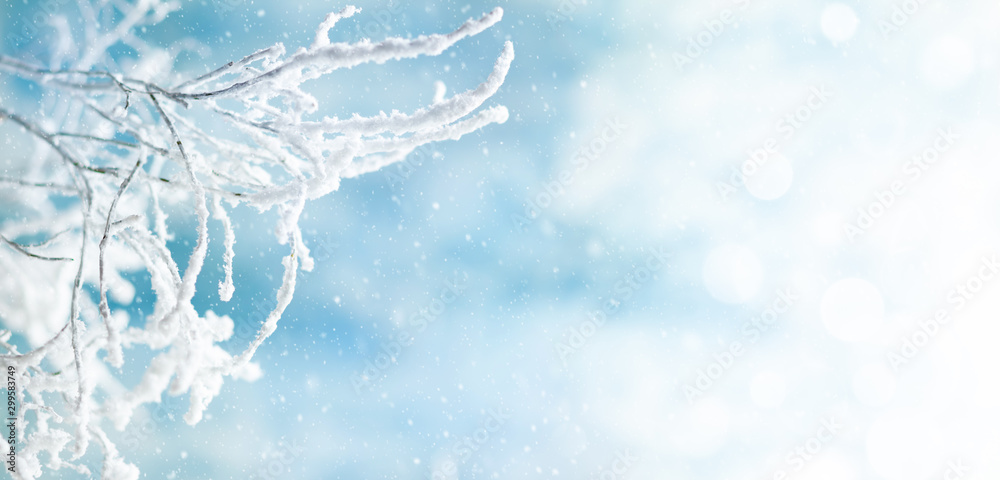 Fototapeta Zimowe tło z śnieżnymi i mrożonymi gałęziami drzew na tle błękitnego nieba. Koncepcja zima Boże Narodzenie lub nowy rok.
