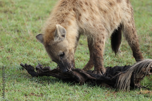 Young spotted hyena (crocuta crocuta) feeding on an old wildebeest skin in the african savannah.