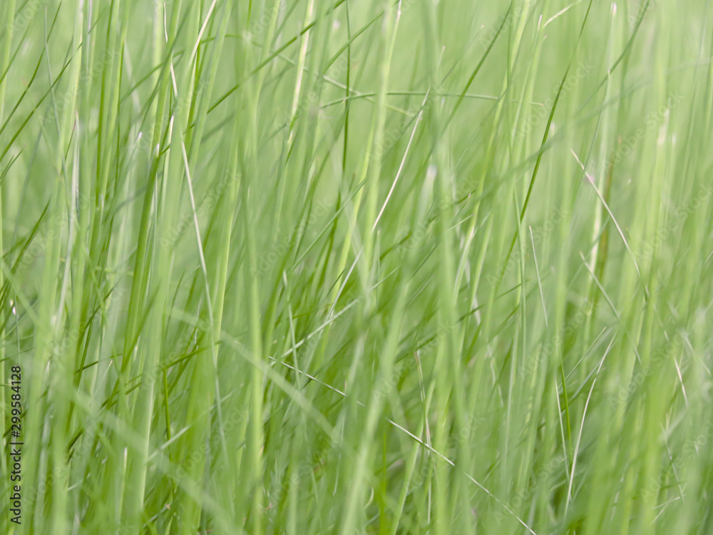 Lush green grass on meadow, spring summer outdoors close-up, copy space, wide format. Beautiful artistic image of purity and freshness of nature. Abstract bokeh background. Lush green grass on meadow, spring summer outdoors close-up, copy space, wide format. Beautiful artistic image of purity and freshness of nature. Abstract bokeh background.