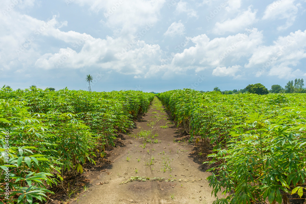 Cassava plantation farm with blue sky in a farm