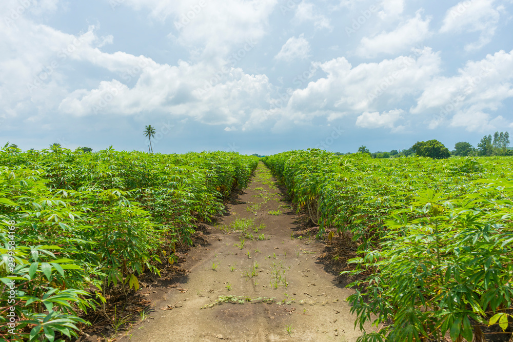 Obraz premium Cassava plantation farm with blue sky in a farm