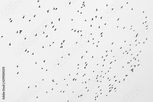 Monochrome photo depicting flock of wild birds against sky