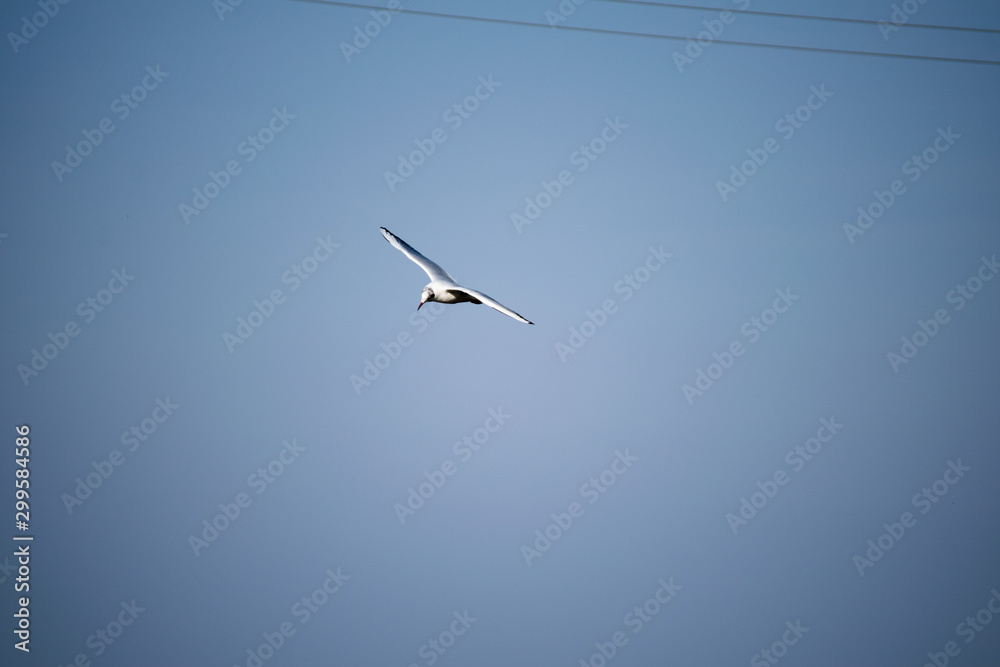 Fototapeta premium seagull in flight