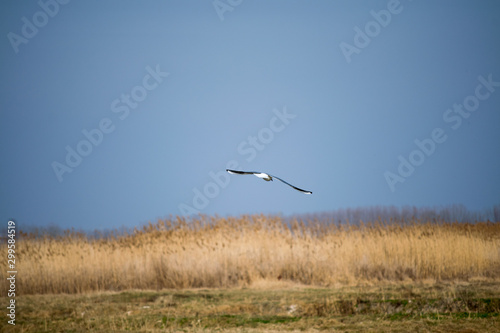 seagull in flight above field © BSC Photo