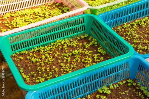 Micro green vegetable grow in the farm. Healthy lifestyle, stay young and modern restaurant cuisine concept 