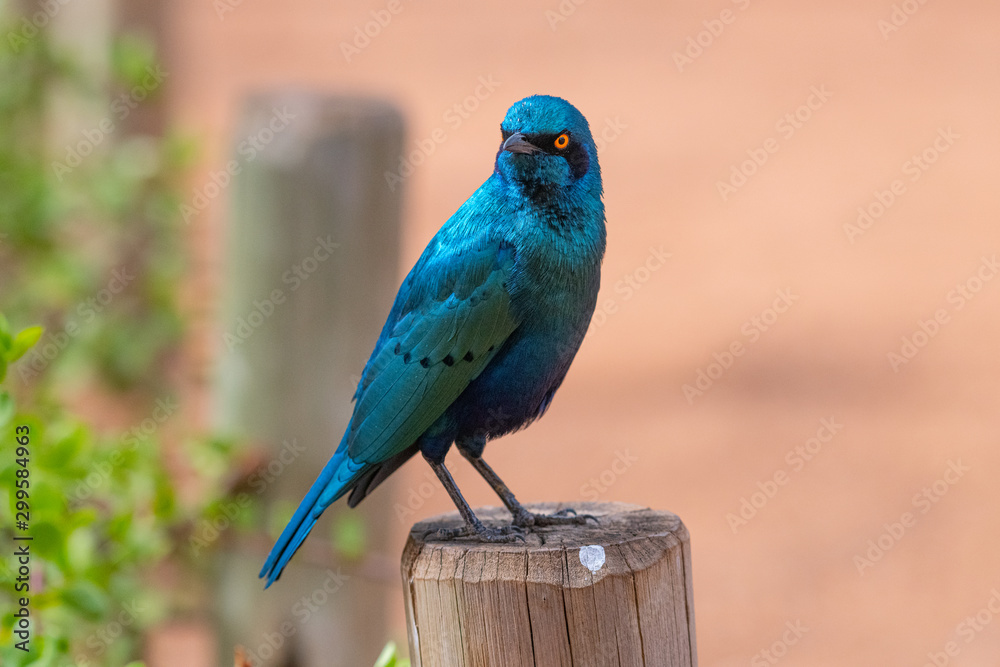 Fototapeta premium Cape Glossy Starling