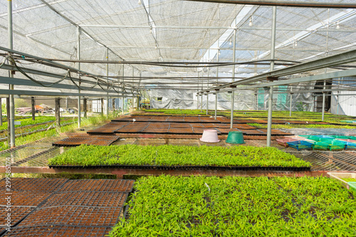 Micro green vegetable grow in the farm. Healthy lifestyle  stay young and modern restaurant cuisine concept 