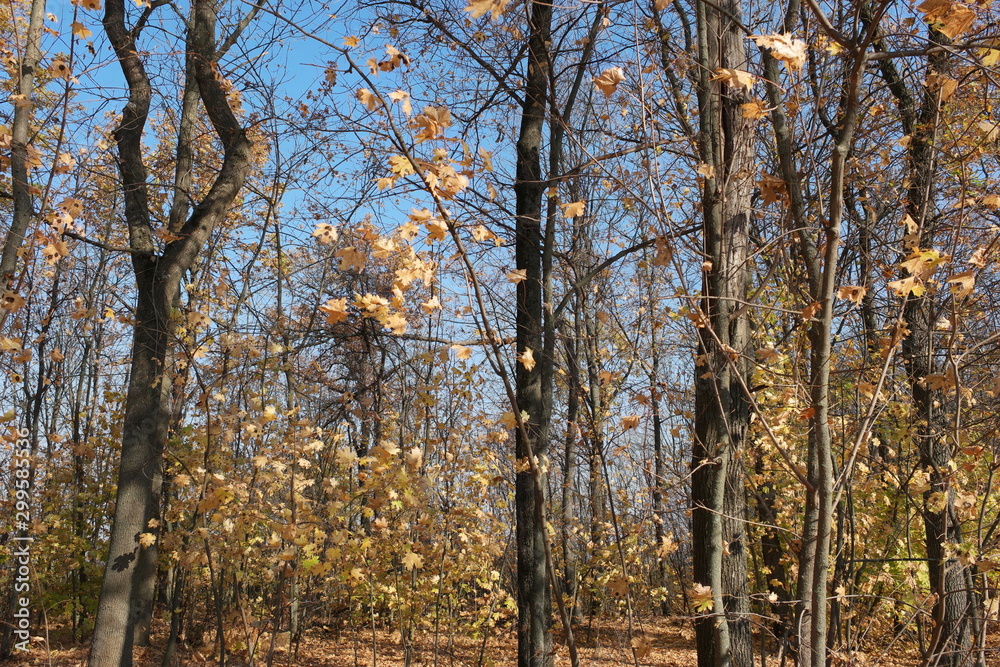 Fototapeta premium trees in autumn forest