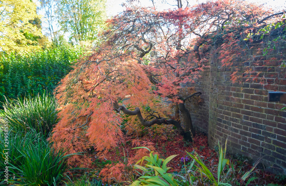 autumn red leaves on the single isolated tree by the red brick wall autumn red leaves on the single isolated tree by the red brick wall