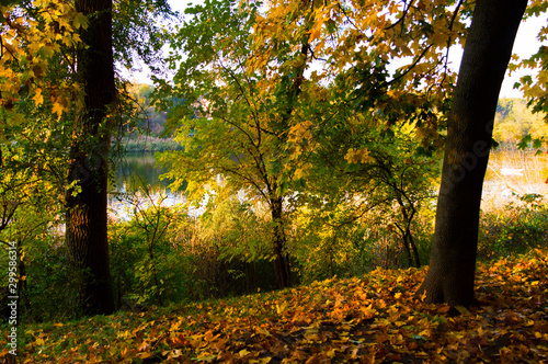 Beautiful autumn landscape in a city park.