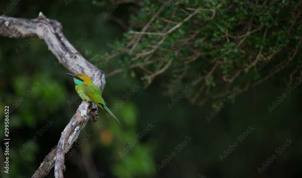 Little green Bee-eater perched on a tree branch in sri lanka Little green Bee-eater perched on a tree branch in sri lanka
