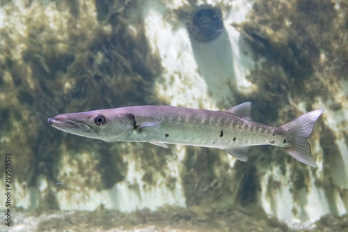 Fish swims in the aquarium of the zoo . Animals of the ocean. Fish outside.