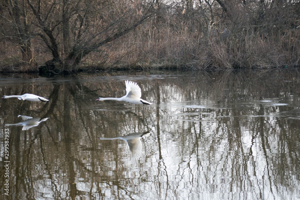 swan on lake swan on lake