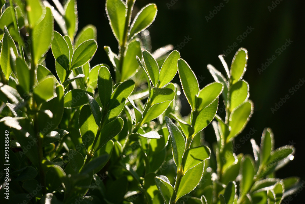 The morning sunlight brightly lights young escapes of a buxus with green leaves in scintillating drops of dew. The morning sunlight brightly lights young escapes of a buxus with green leaves in scintillating drops of dew.