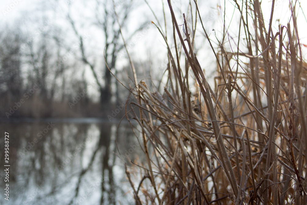 Fototapeta premium branches of a tree in winter
