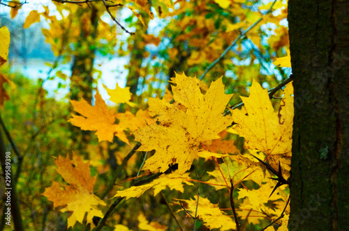Yellow leaves on trees in a forest in autumn.