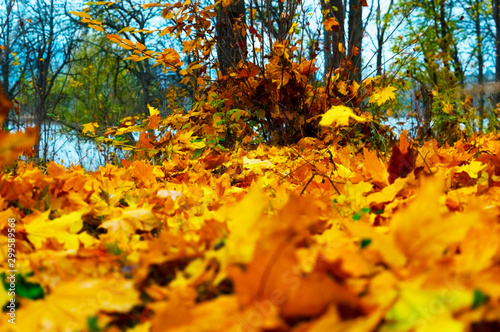 Bright colors of yellow and orange autumnal foliage in the forest.