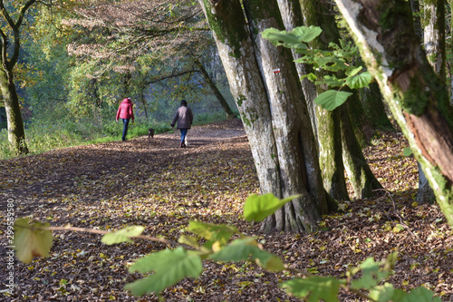 Obraz na płótnie bois foret environnement automne automnal hiver saison climat