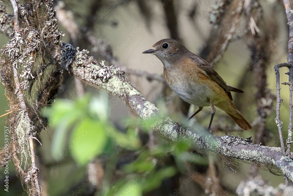 Fototapeta premium common redstart is migratory bird