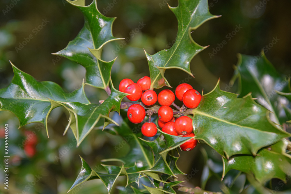 mistletoe, ivy bush in the nature on the sunny day, outdoors