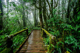 Old wooden bridge with green moss plant and tree on sunlight in Rain forest at Doi Inthanon national park, Thailand