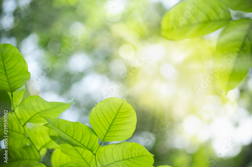 Close up of nature view green leaf on blurred greenery background under sunlight with bokeh and copy space using as background natural plants landscape, ecology wallpaper concept. © Montri Thipsorn