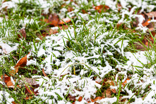 green grass covered by the first snow on meadow
