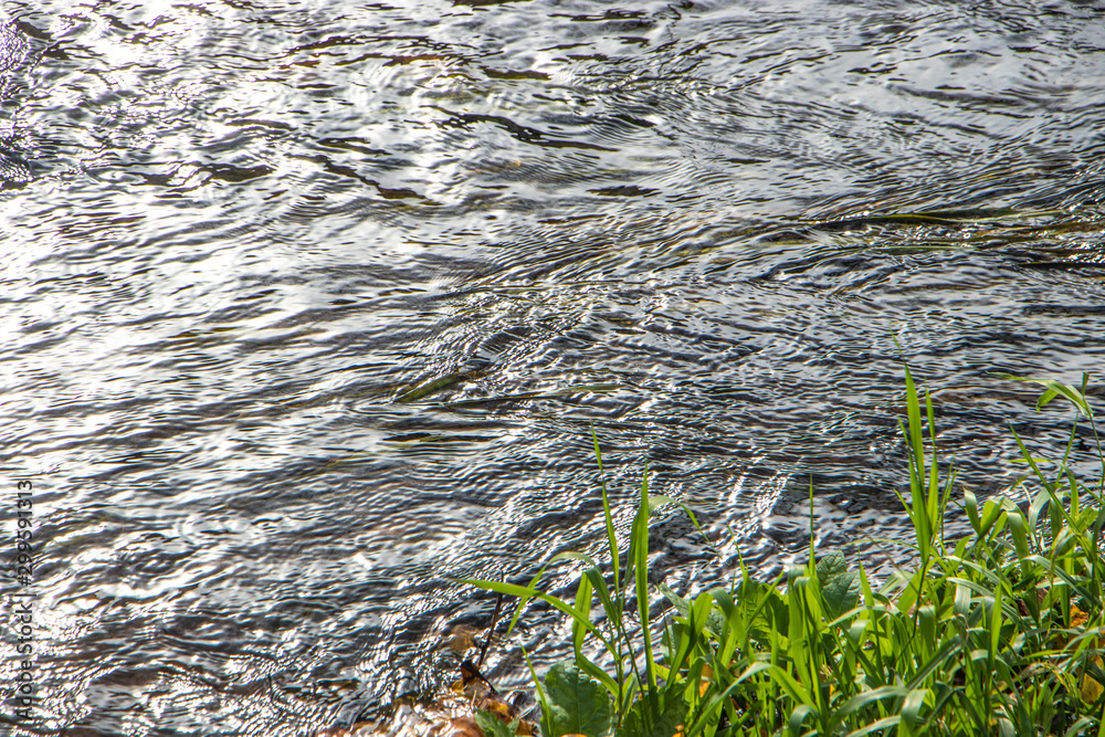 Obraz premium green grass in the water