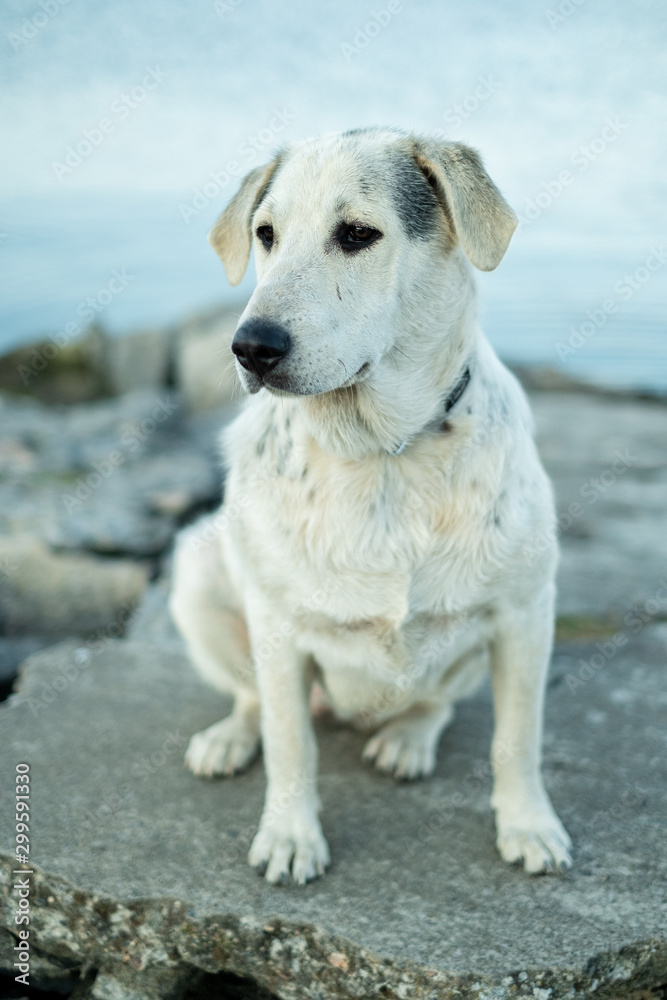 White dog, sitting down, portrait, cute puppy, looking into the distance White dog, sitting down, portrait, cute puppy, looking into the distance