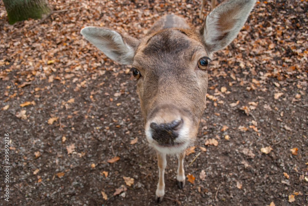 Rehe im wildgehege