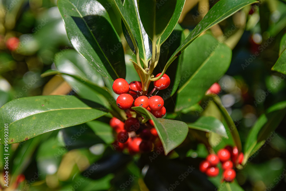 mistletoe, ivy bush, shrub in the nature