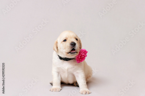 A beige labrador puppy is sitting with a pink flower on his neck.
