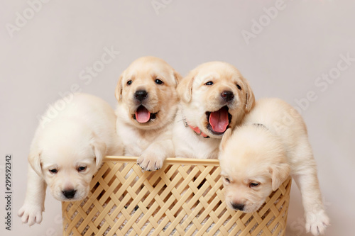 Four beige puppies are sitting in a basket.