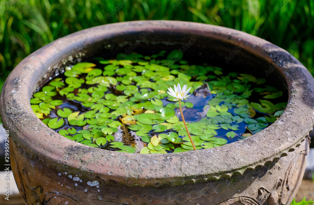 White Lotus blossoms on a Sunny day. White Lotus blossoms on a Sunny day.