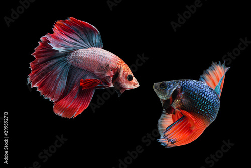 Two fighting fish