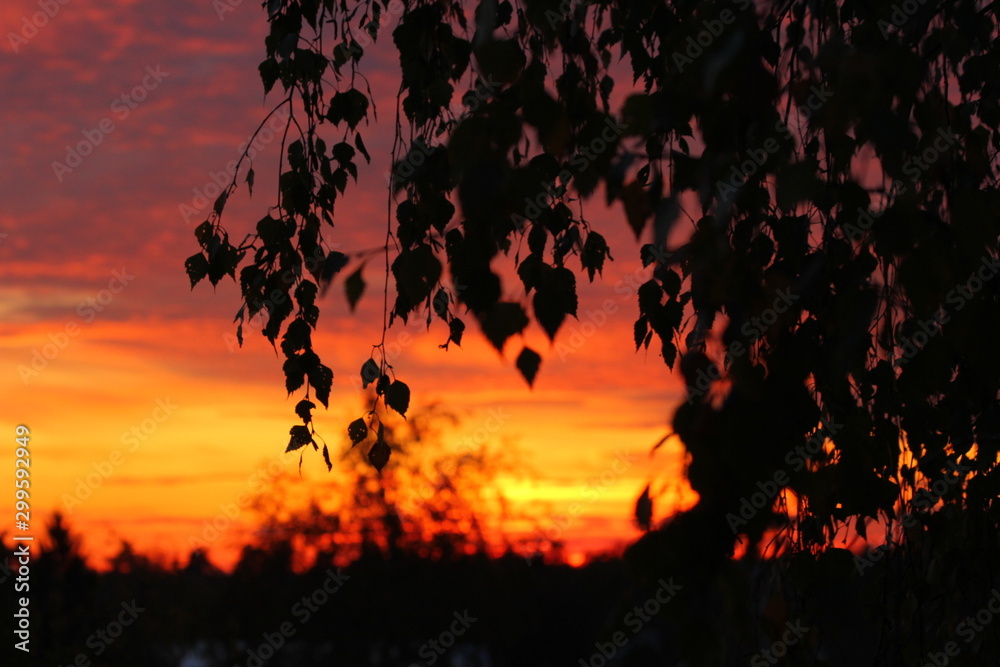Tree branches on a background of bright juicy sunset sky Tree branches on a background of bright juicy sunset sky