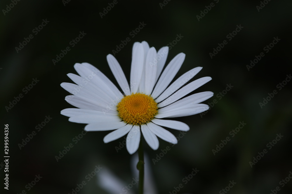 Obraz premium white daisy flower
