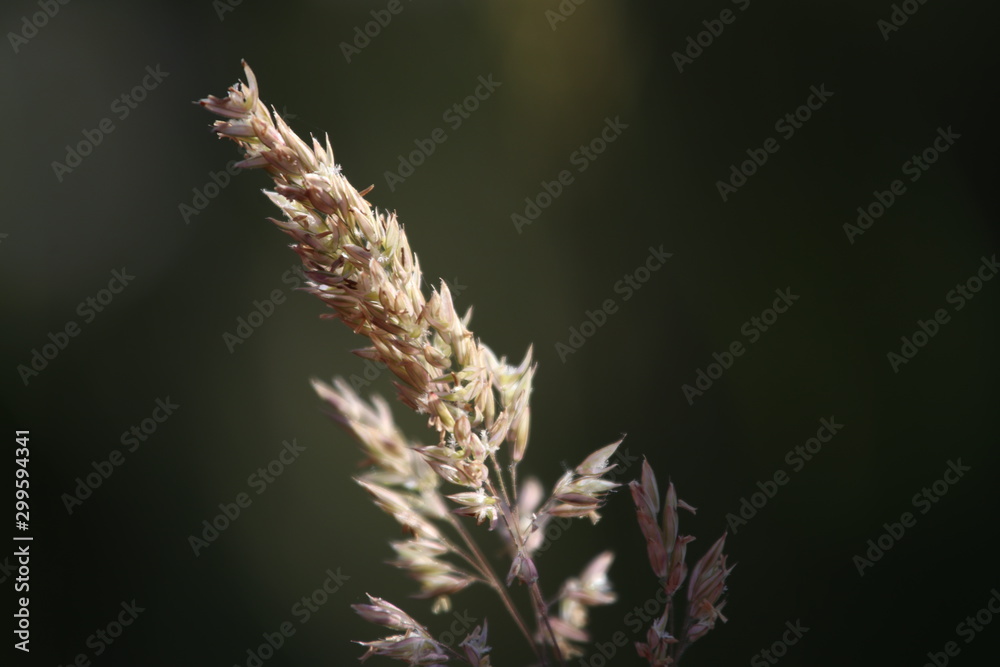 Obraz premium grass on a background