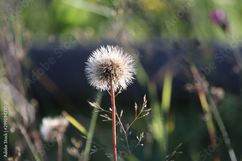 dandelion in grass