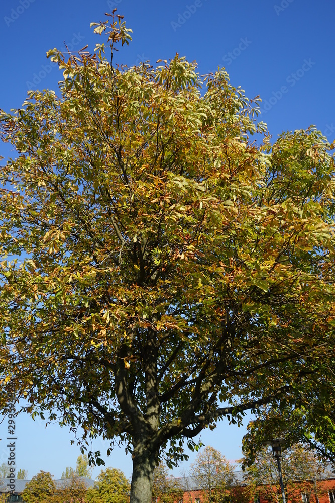 Obraz premium Kastanienbaum